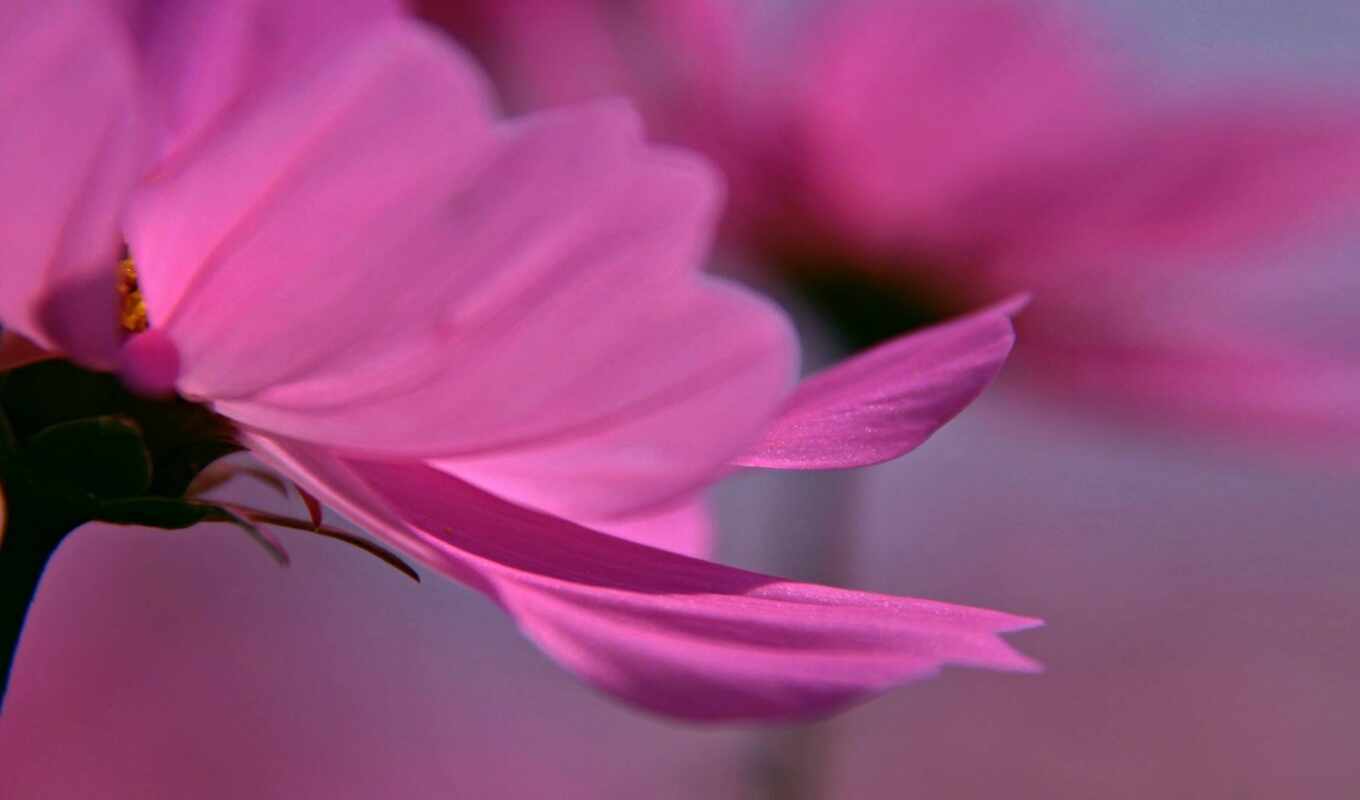 flowers, purple, pink, petal, thin