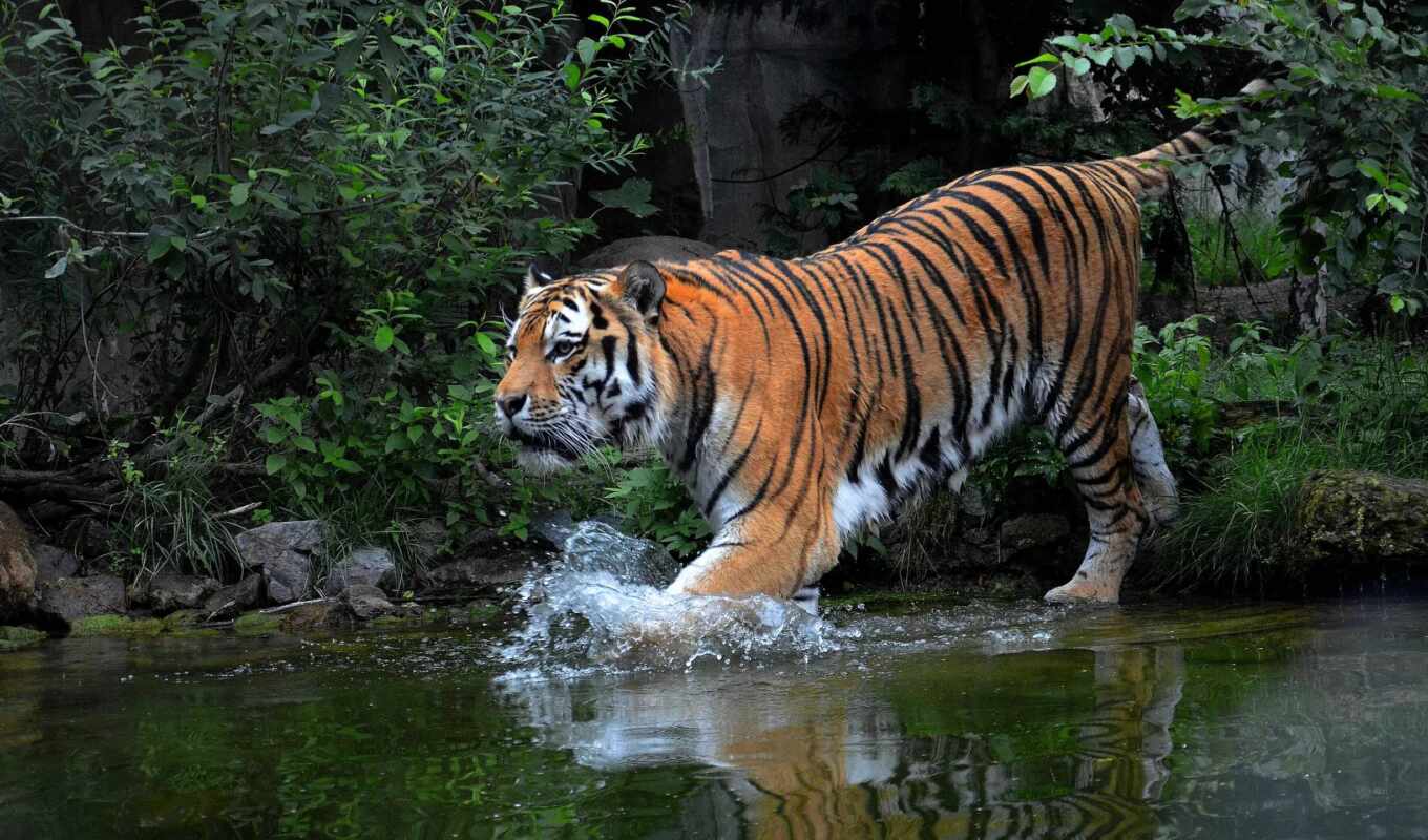 water, walk, cat, big, tiger, animal