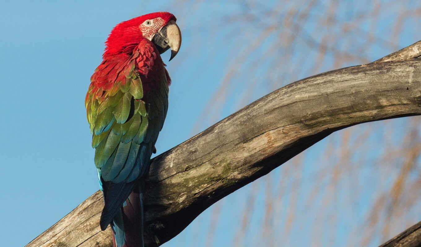 red, green, animal, macaw