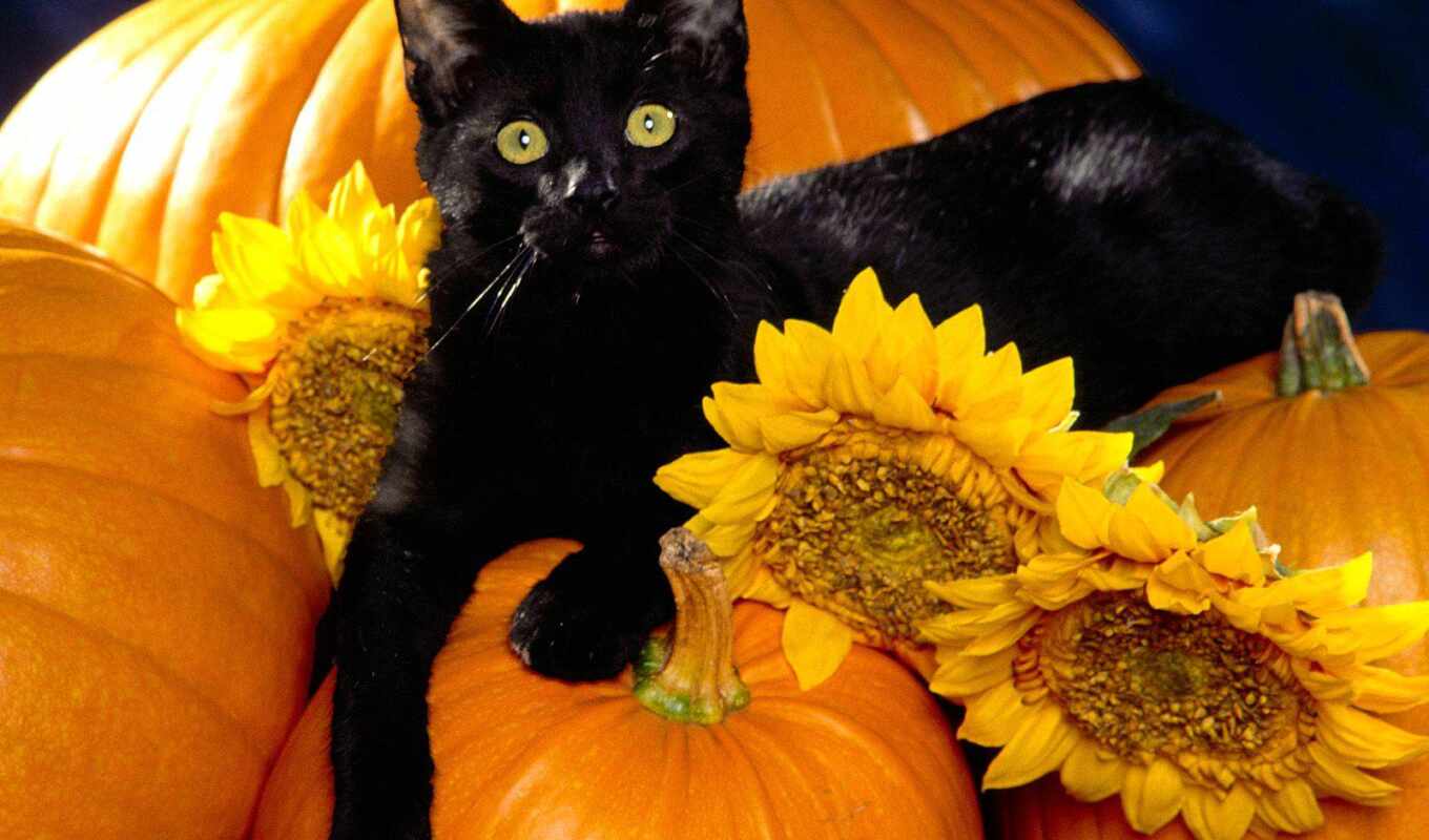 black, кот, halloween, тыква