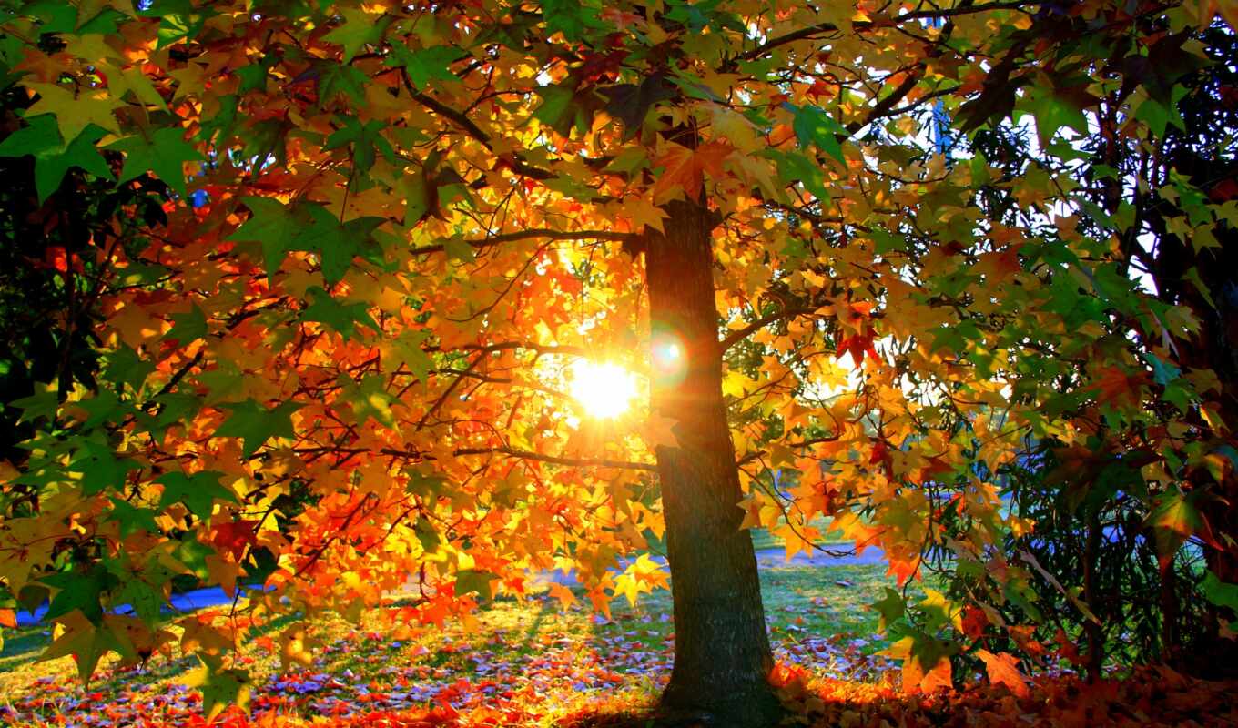 sun, свет, дерево, закат, красивые, заставки, daily, осень, листва, park