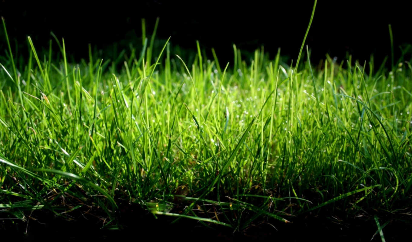 природа, макро, зелёный, трава, нежные, pleasant, тона