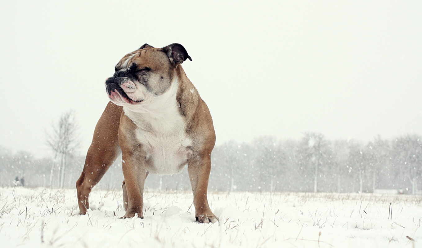 best, winter, images, screensaver, bulldog, породы