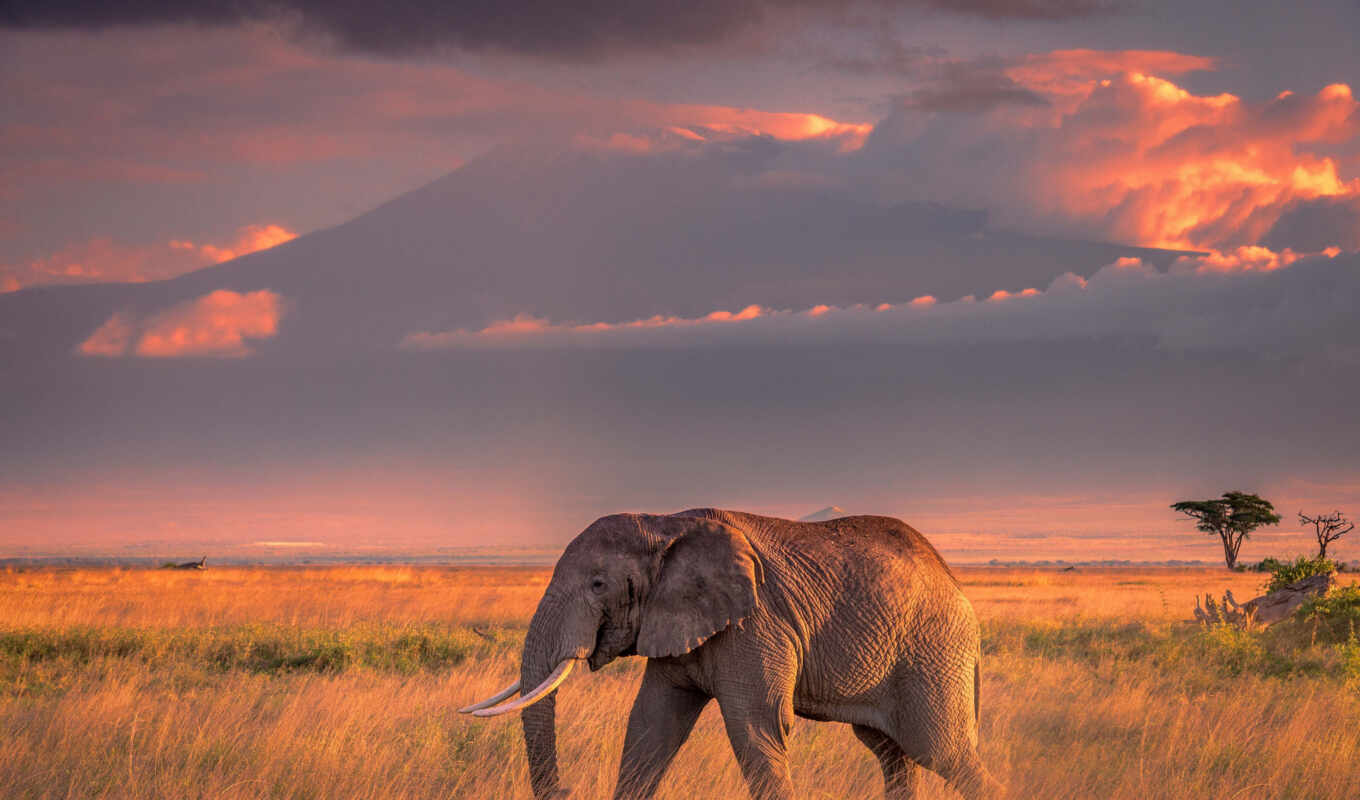 природа, небо, закат, landscape, животные, слон, animal, африка, african, viaje, amboselus