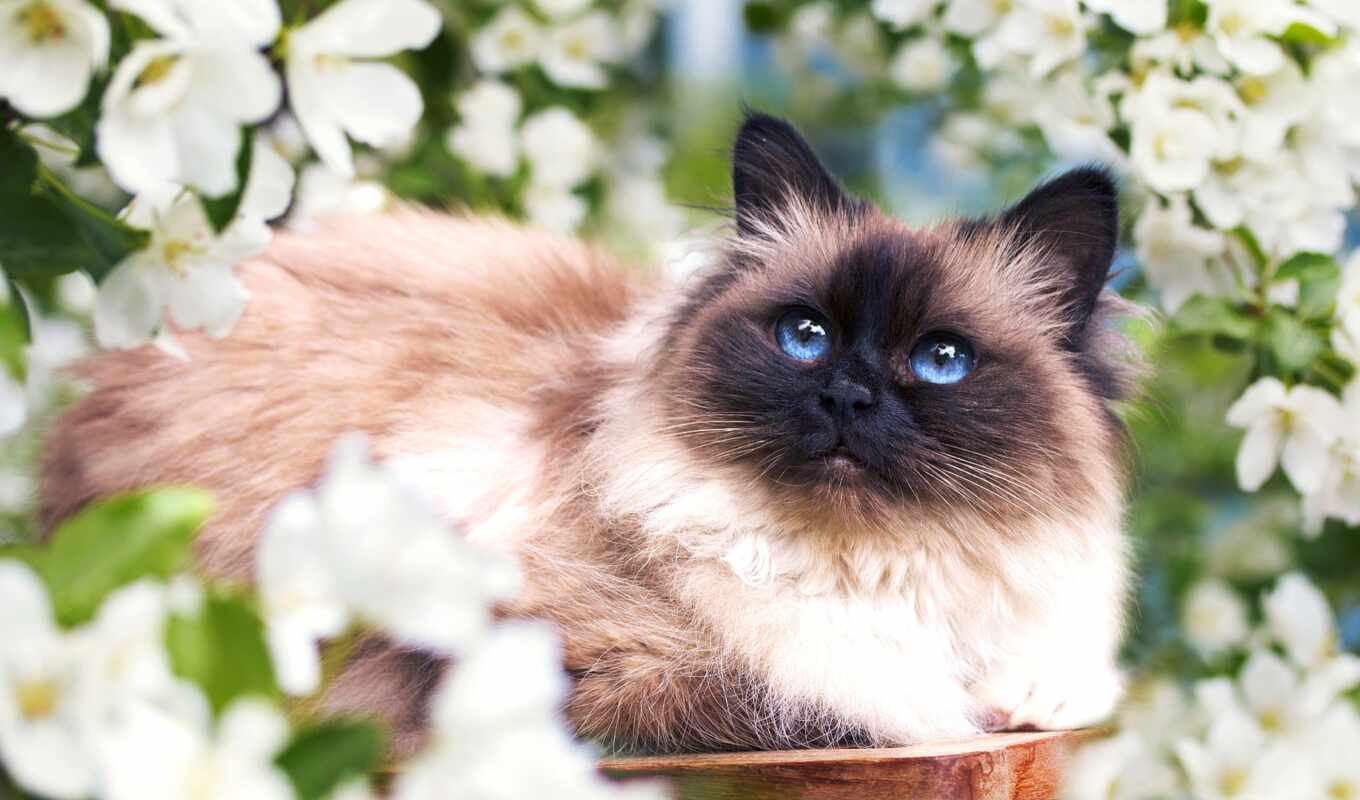 blue, глаз, кот, cute, котенок, морда, animal, kot, пушистый, pet, сиамский