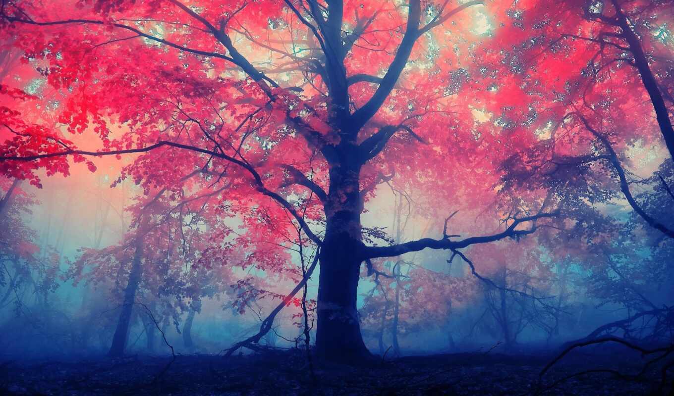 природа, лист, red, дерево, лес, осень, туман, foggy
