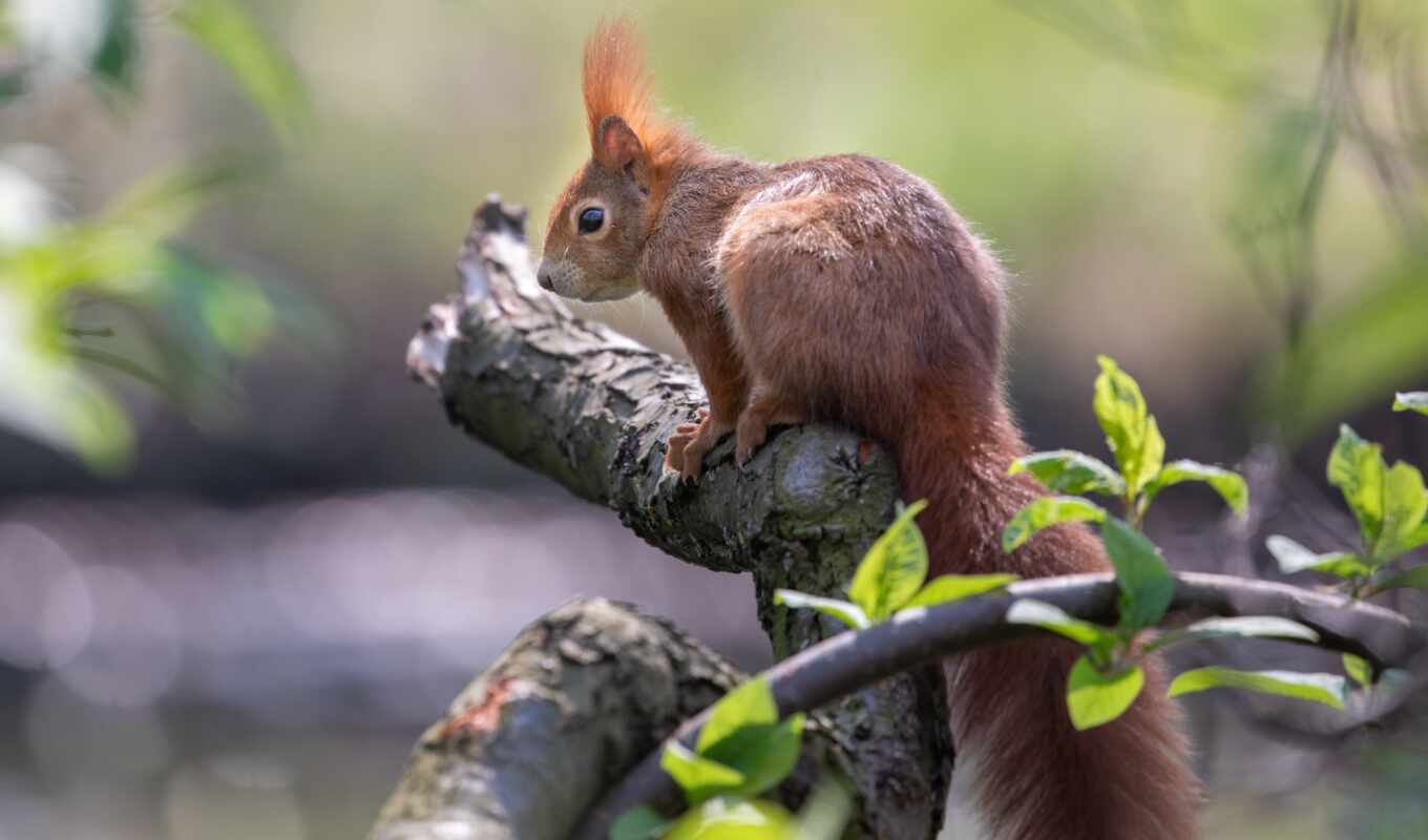telephone, mobile, mac, a laptop, red, tree, tablet, squirrels, animal, tapety