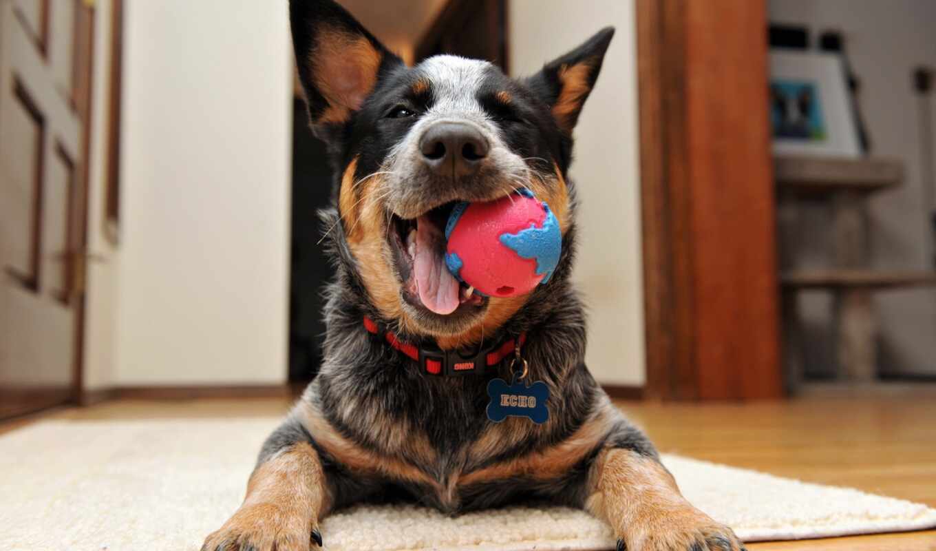dog, ball, pet, toy, tooth