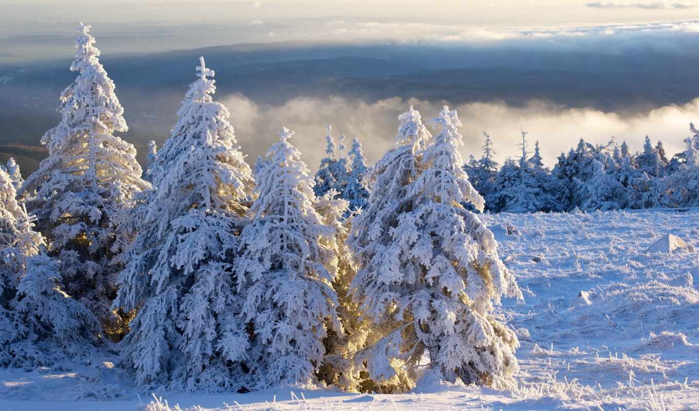 amazon, snow, fir tree