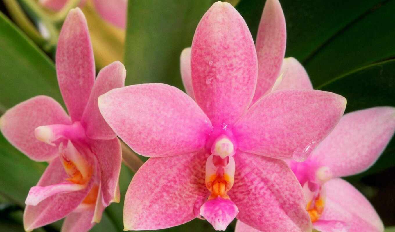 орхидеи, орхидея, цветы, 