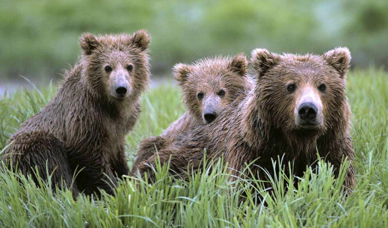 brown, bear, bears, medical, brown, goes, ursa
