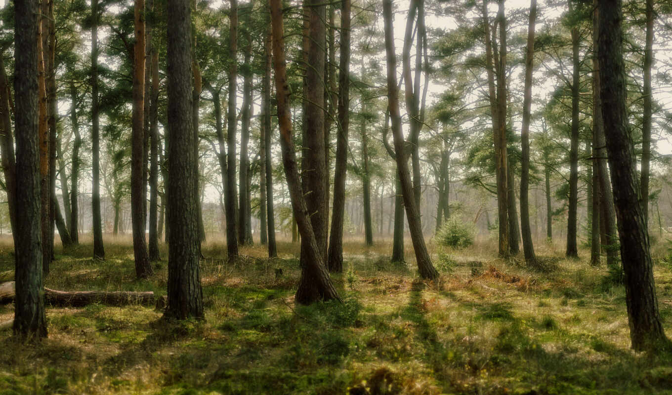 лес, pine