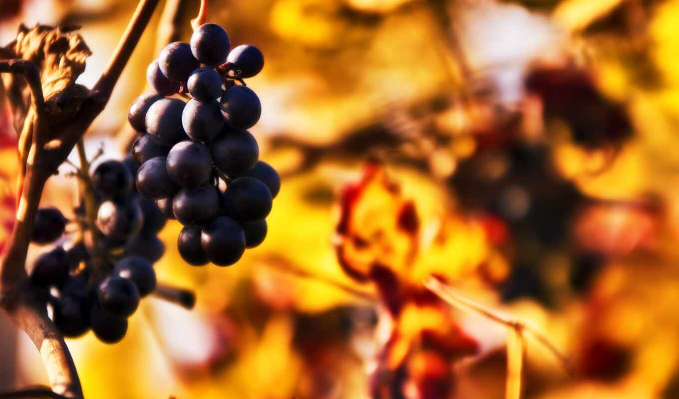лес, осень, листва, виноград, грозди