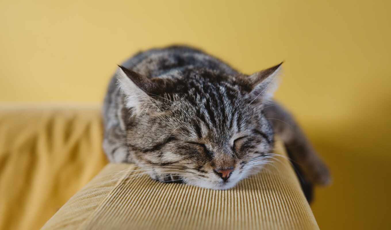кот, диван, спит