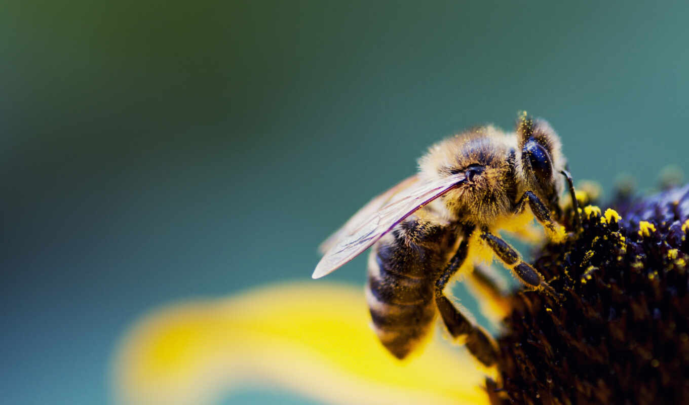 video, пчелка, full, тв, ultra, беларуси, запорожье