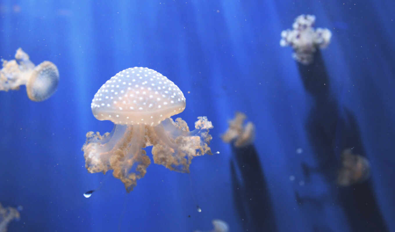 iphone, free, images, more, jellyfish, aquarium, resolutions, jellyfishes
