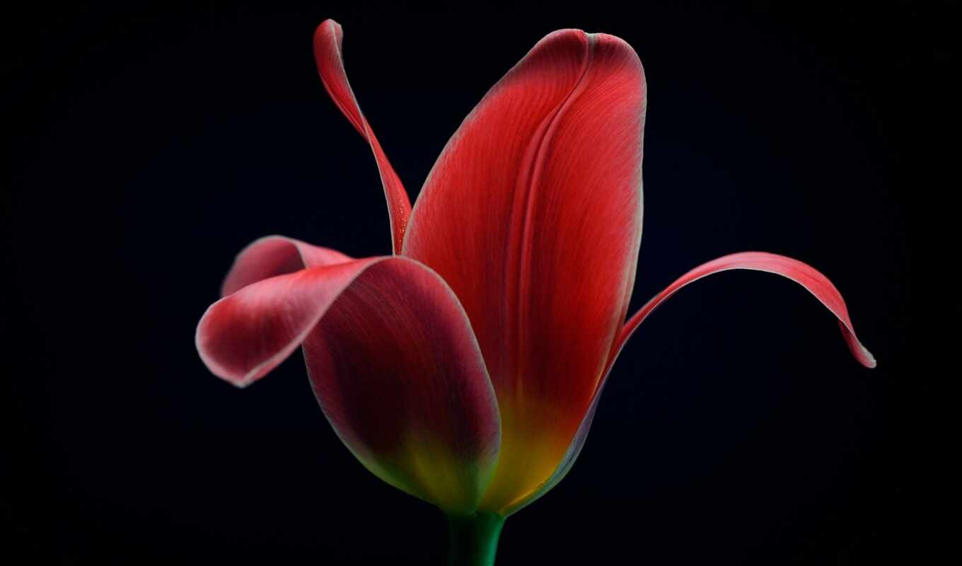 черном, макро, negro, flor, fondo, flores, тюльпаны, cvety, rojo, tulipán