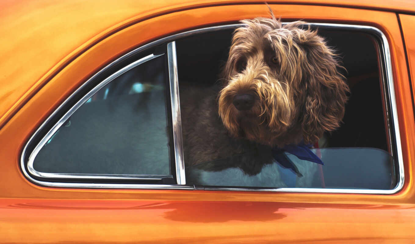 window, situation, september, cute, dog, auto, car, muzzle, animal
