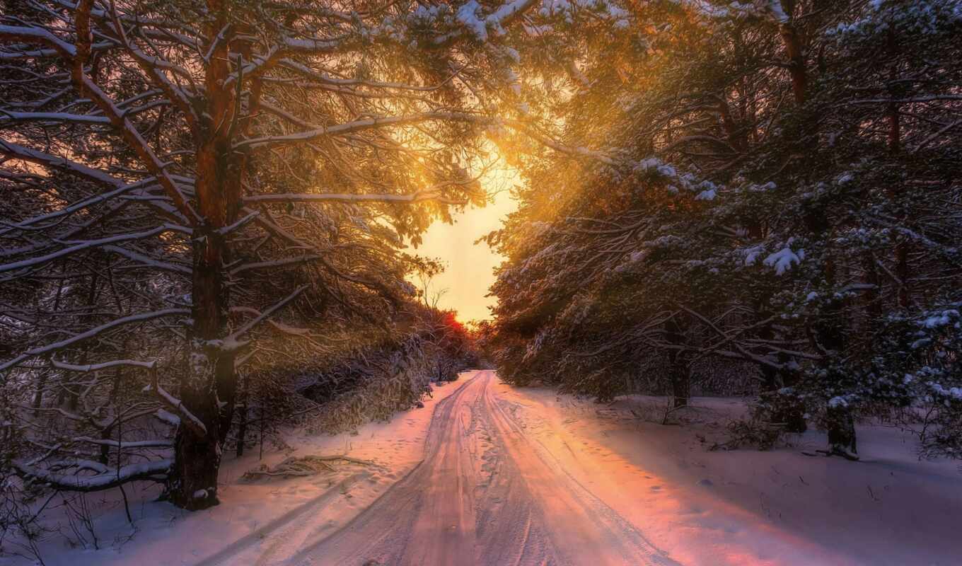 nature, there is, sun, snow, winter, forest, road, february, expensive, fore