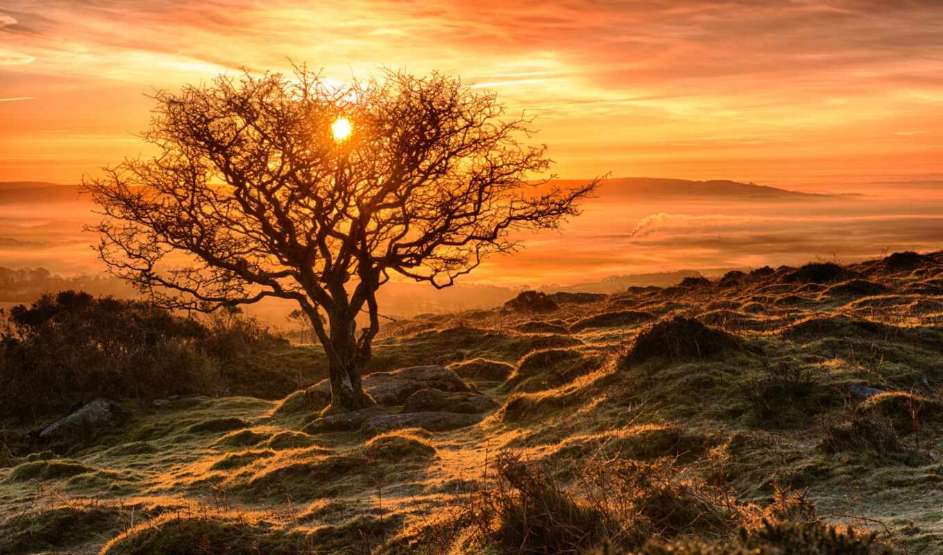 light, tree, sunset