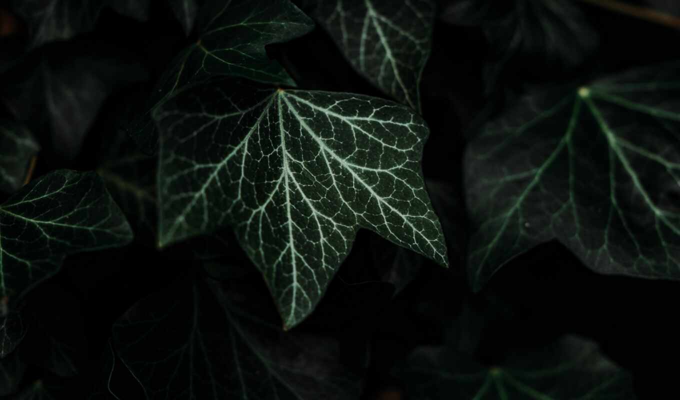 green, plant