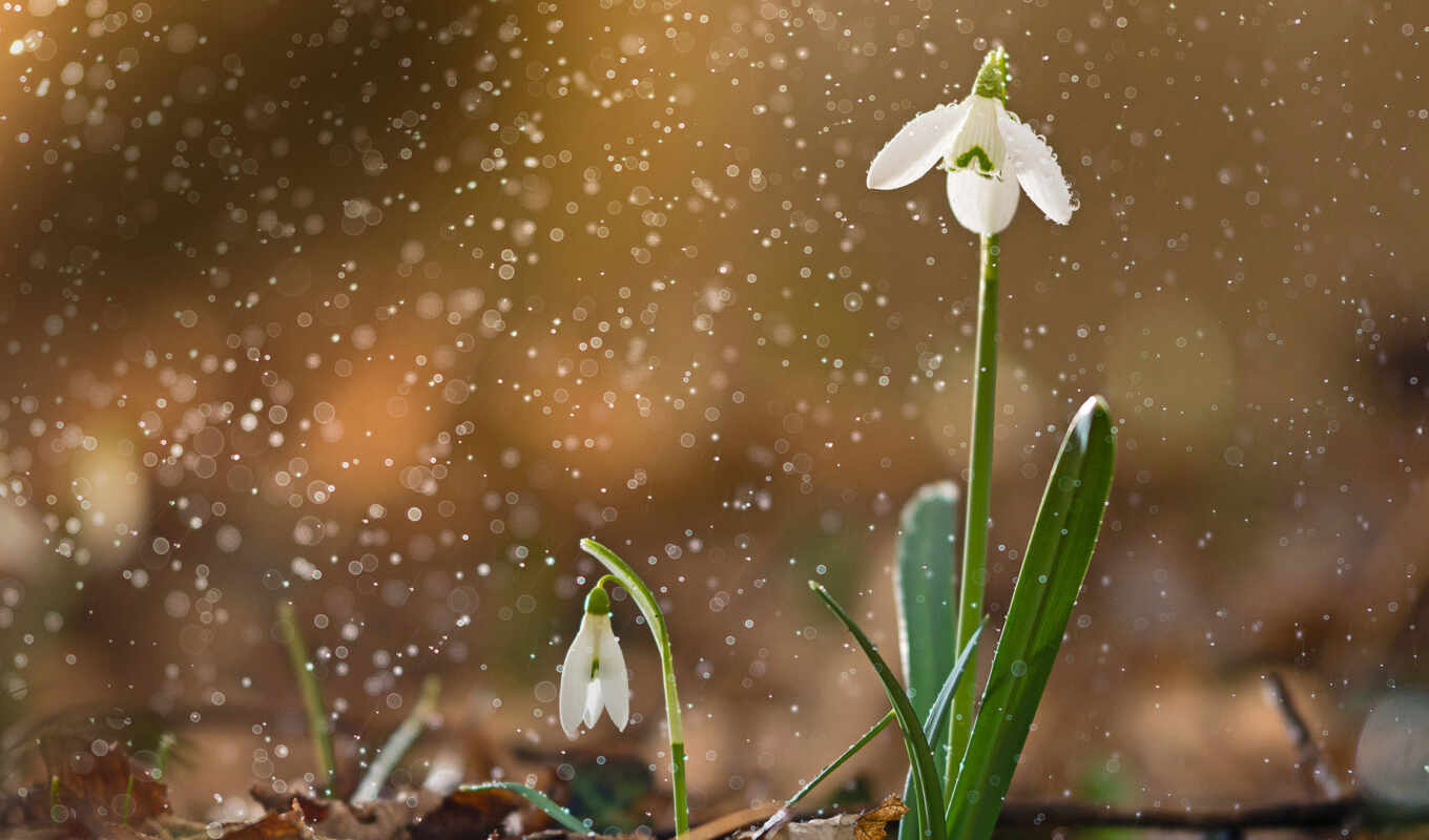 spring, snowdrop, funart