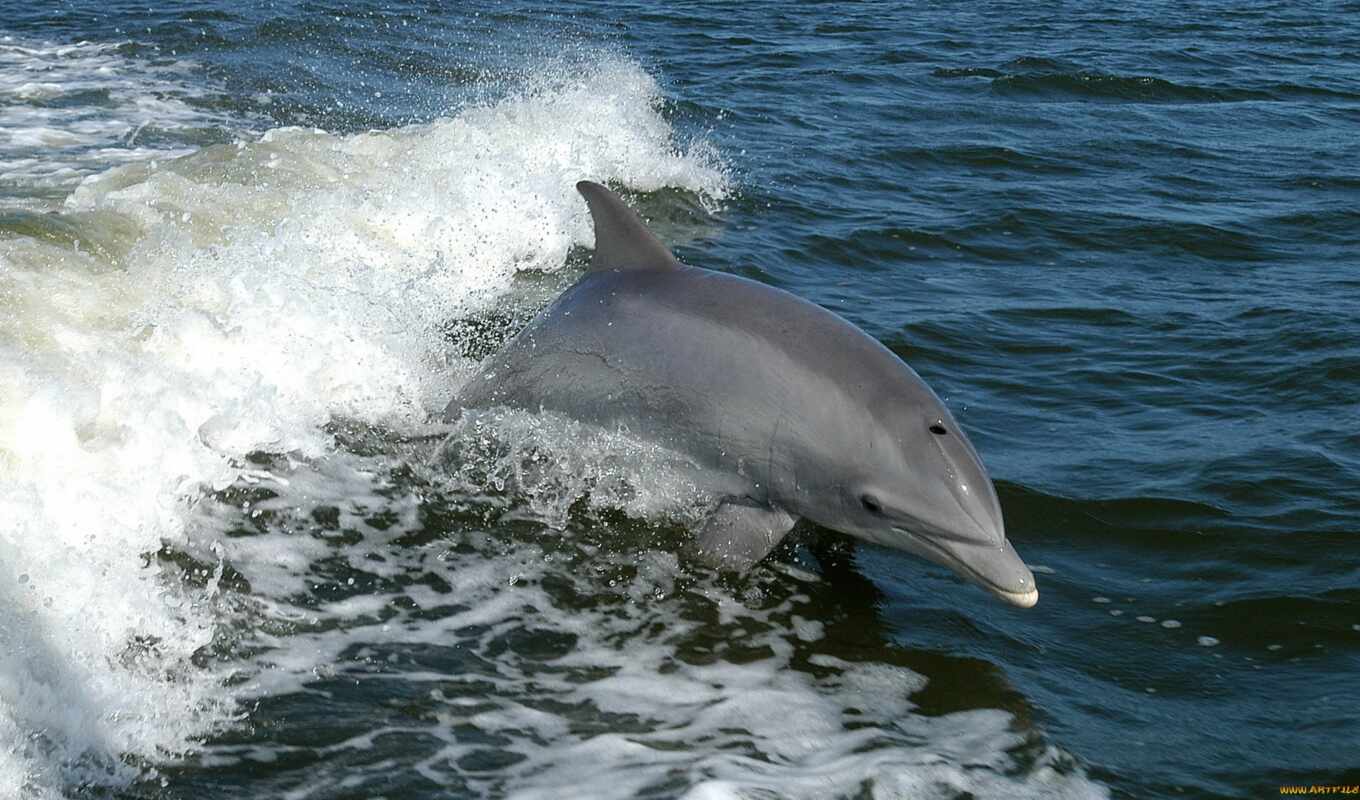 июня, дельфины, dolphins, bottlenose