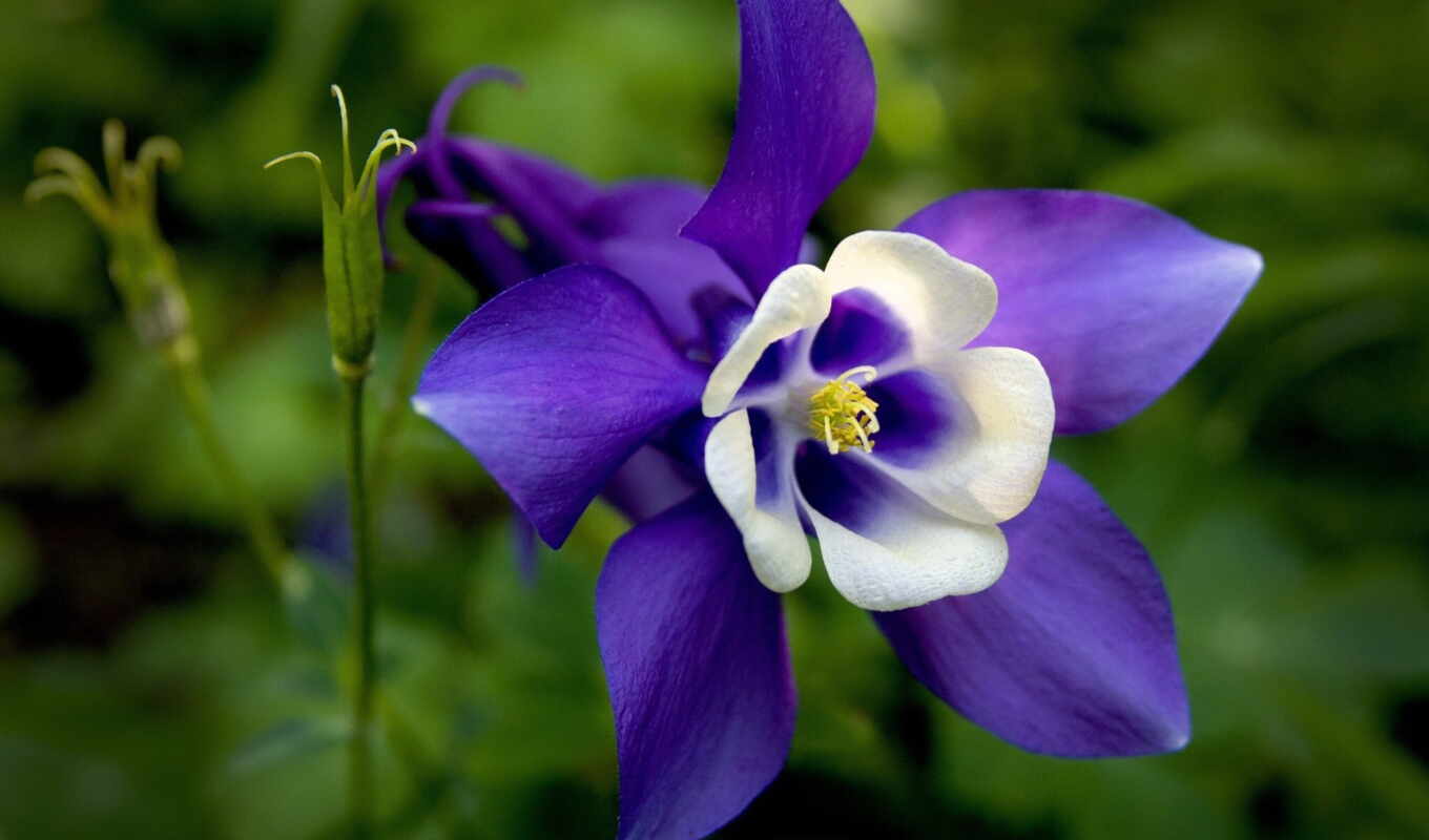 цветы, blue, бело, aquilegia, columbine
