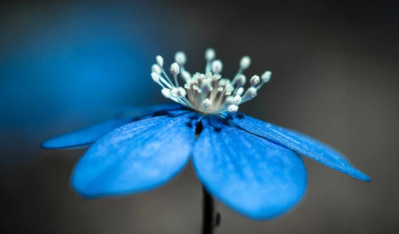 цветы, blue, взгляд, anemone, hepatica