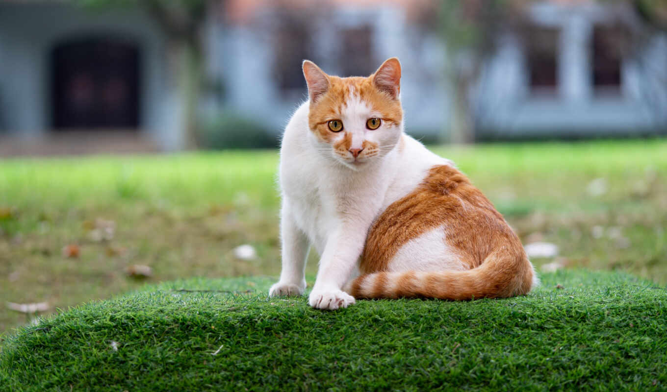 free, cat, animal, picture, lawn, cat, free, regal-a, pazlyi, ginger