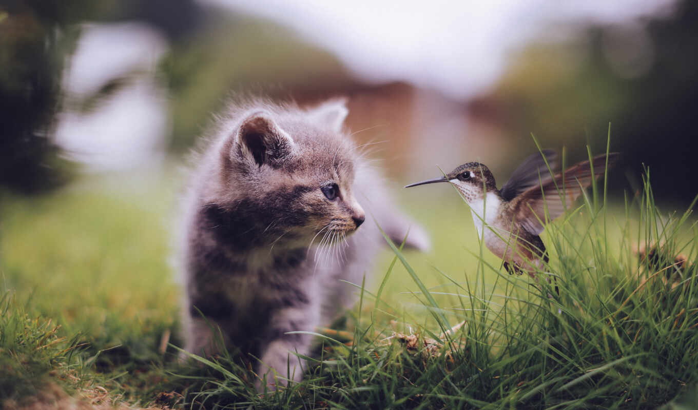 cat, bird, hummingbirds