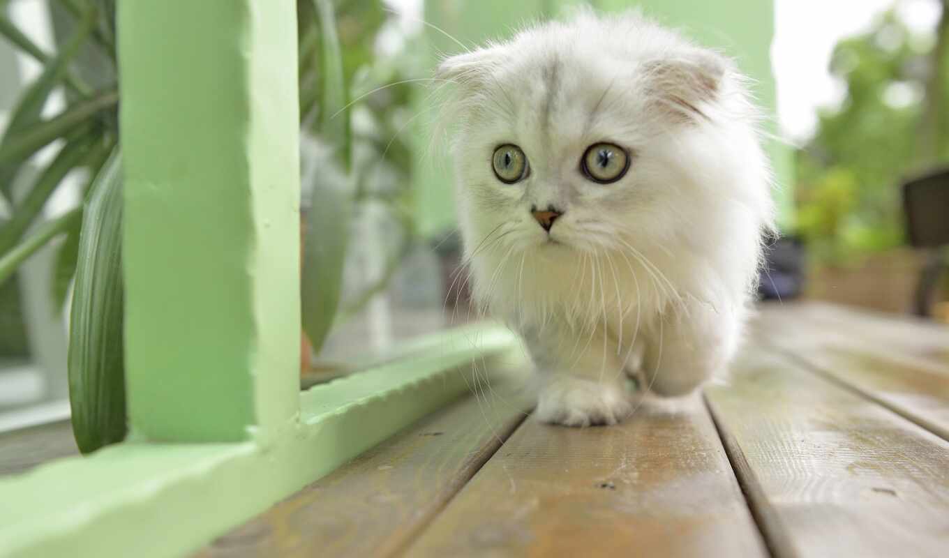 white, котенок, красивый, пушистый
