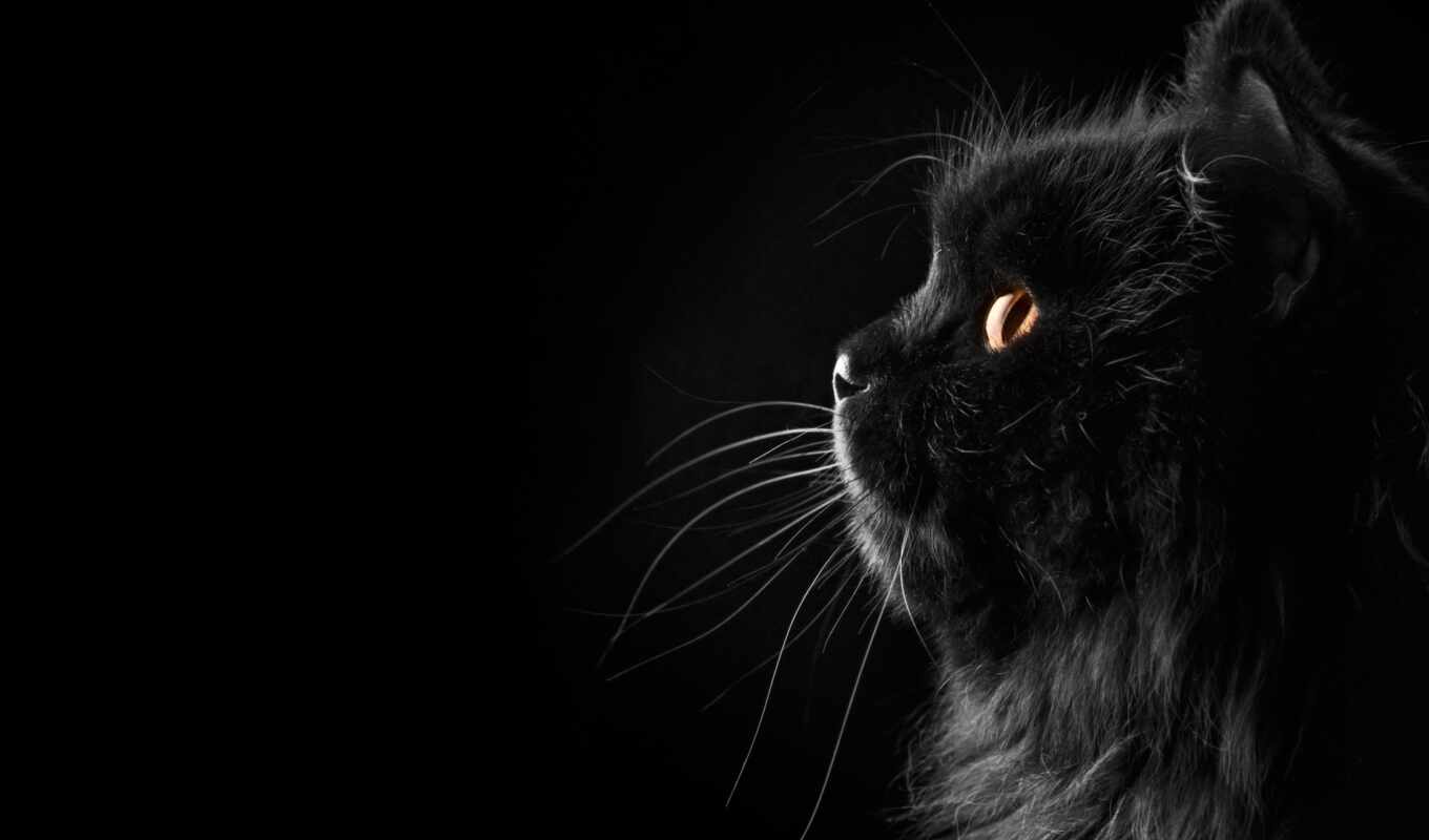 background, black, cat, funart, kartinkin, abrakadabra