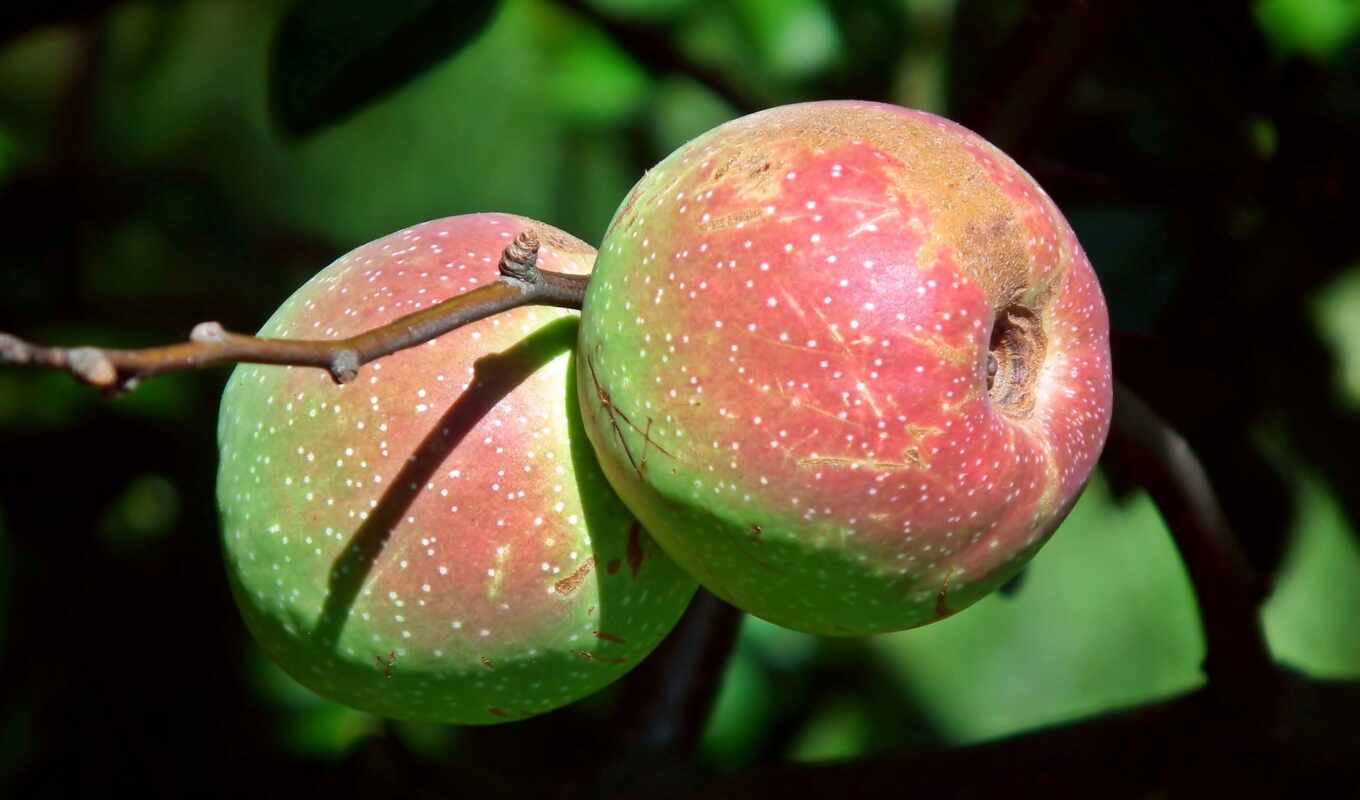 плод, айва, pixabay