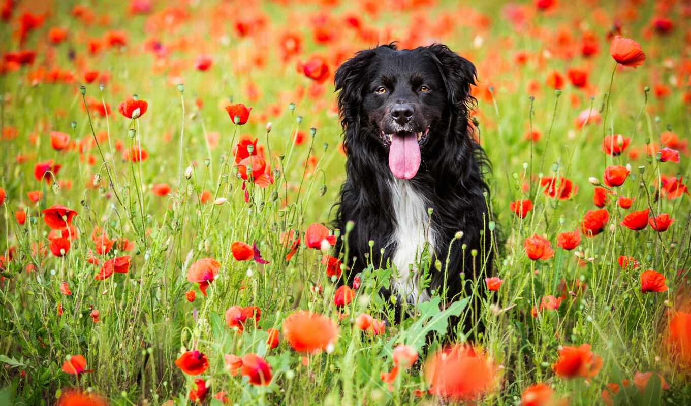 природа, цветы, summer, red, собака, смотреть, animal, poppy