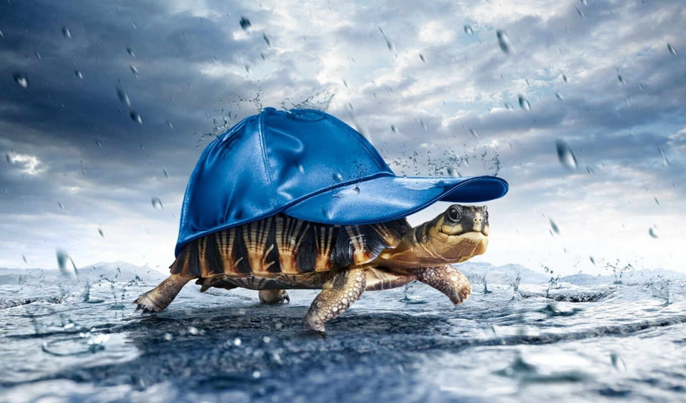 creative, under, turtle, rain, cap, kep