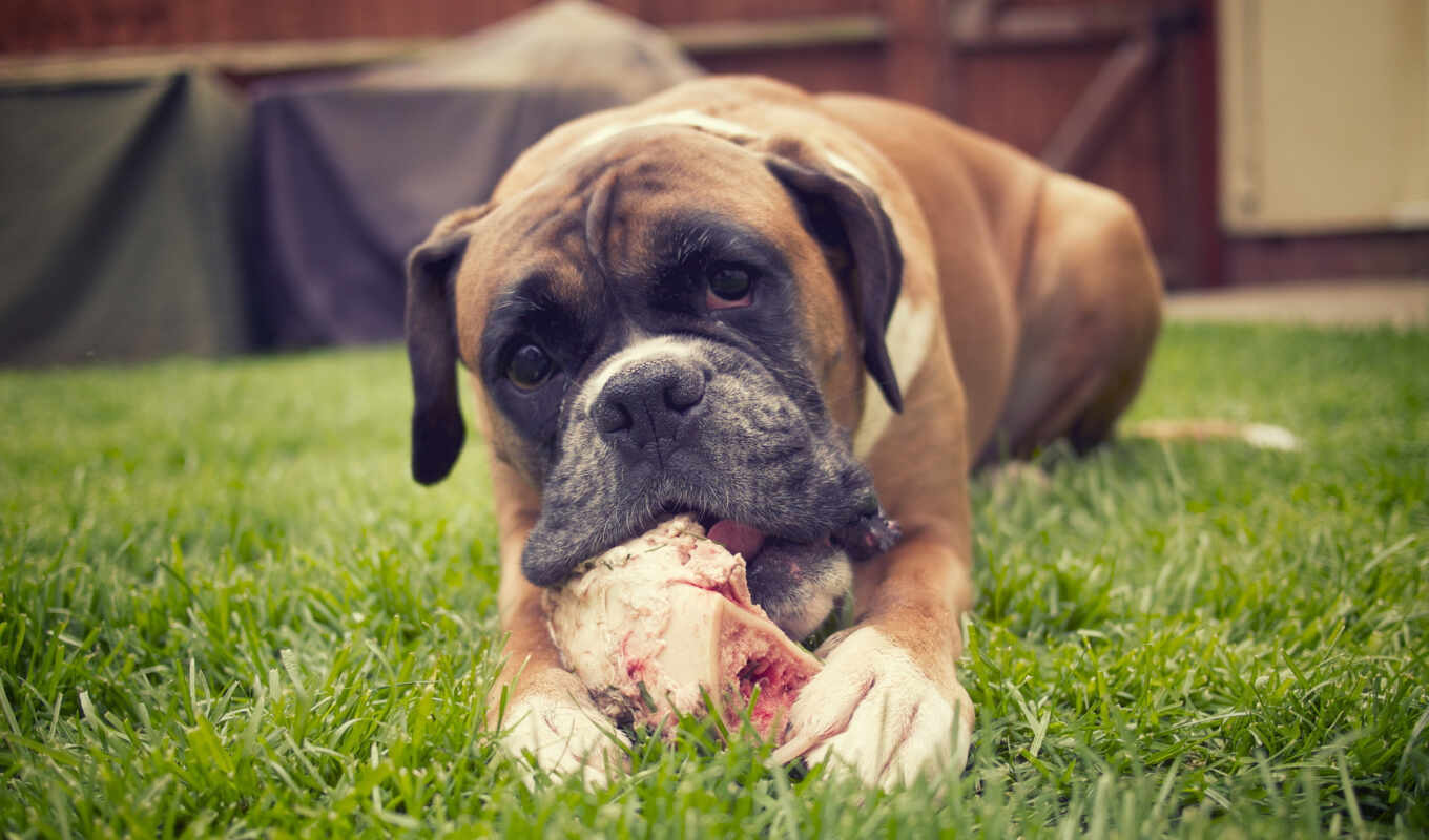 dog, price, dogs, breed, dogs, zoo club, german, boxer, nature, boxer