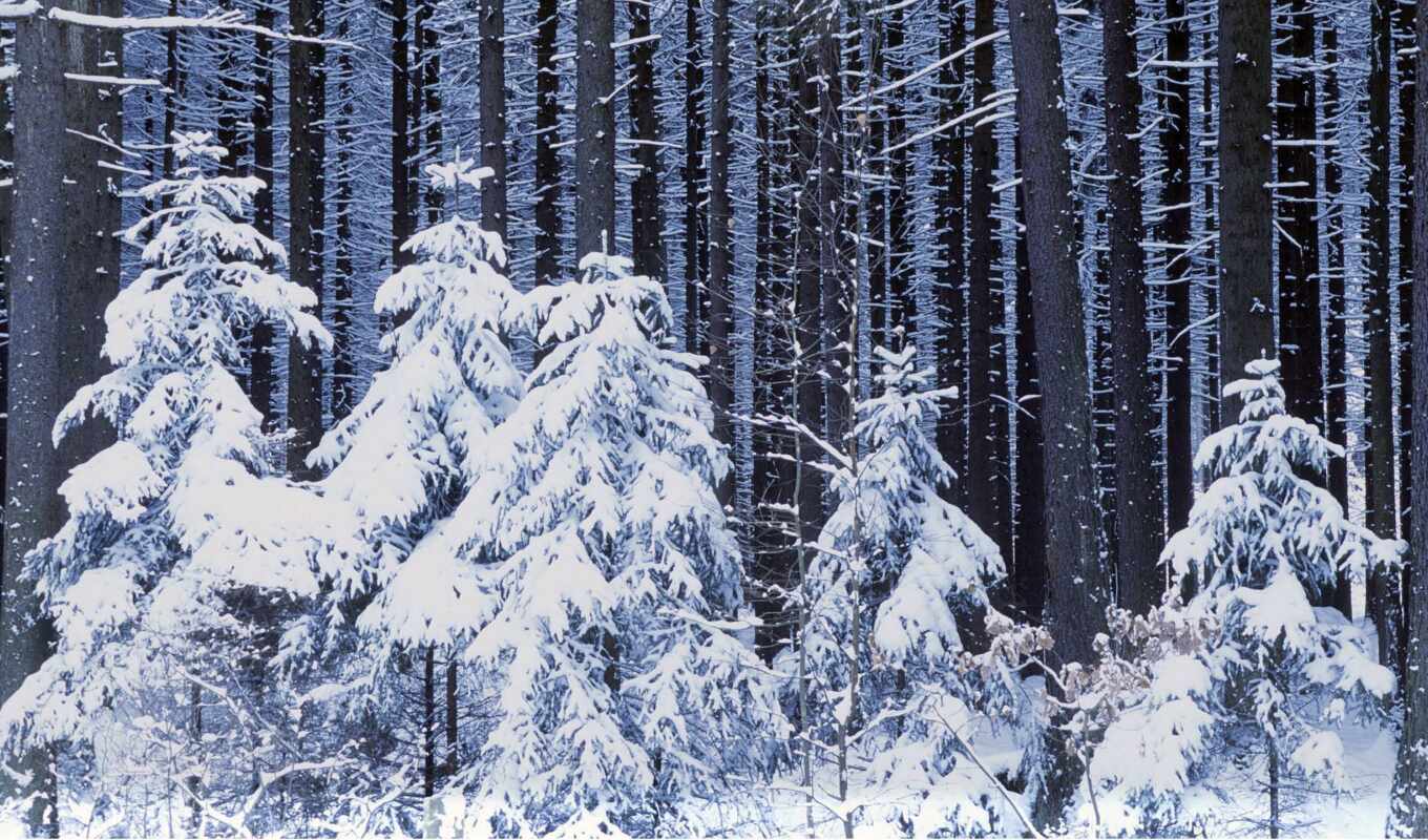 коллекция, winter, лес, большие, яndex, снегом