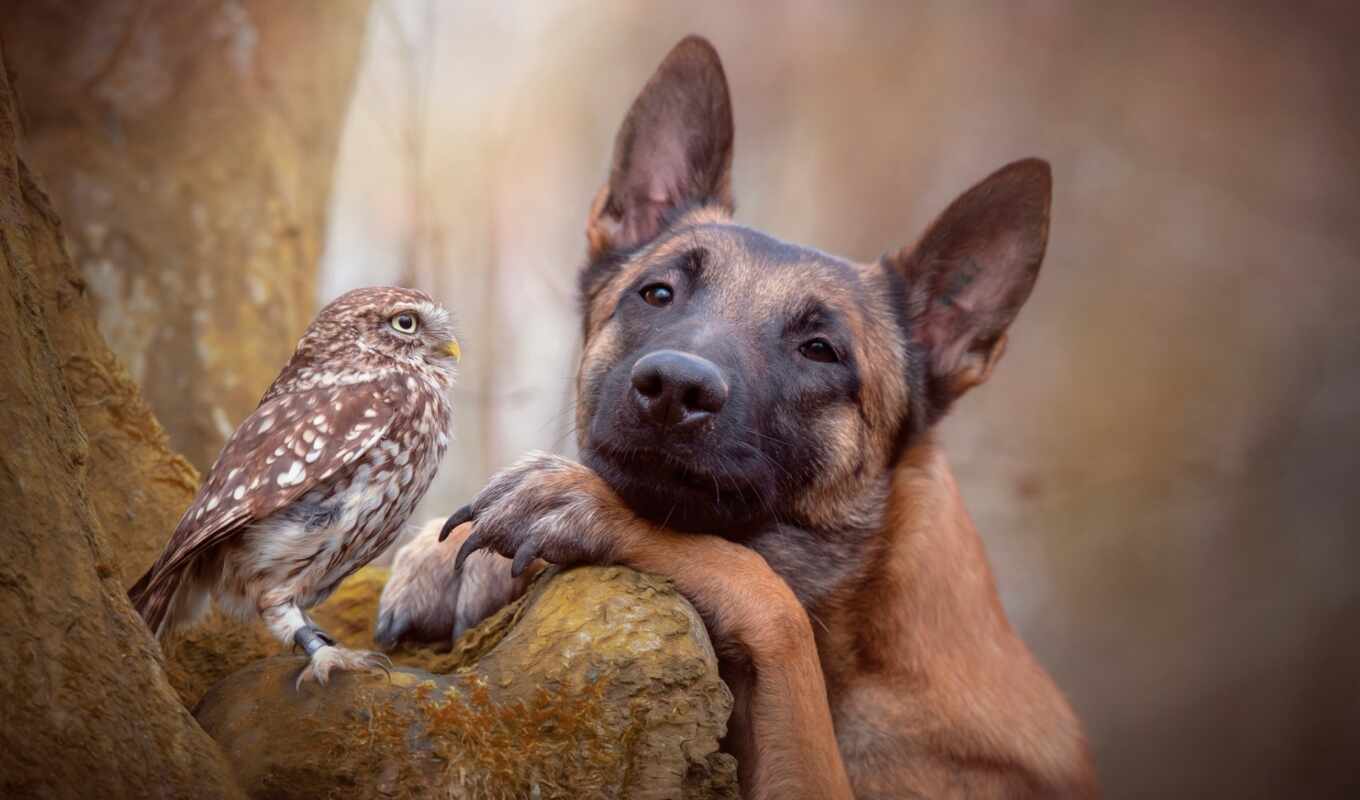 owl, friendship, dog, awesome, between, An, friends, ingo
