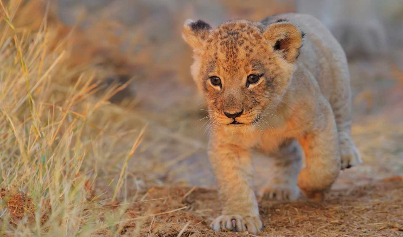 photo, mobile, iphone, background, lion, walk, TV, animal, the cub