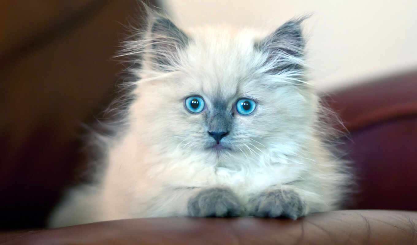 white, completely, picture, diamond, cat, kitty, beautiful, embroidery, fluffy, square, blue - eyed