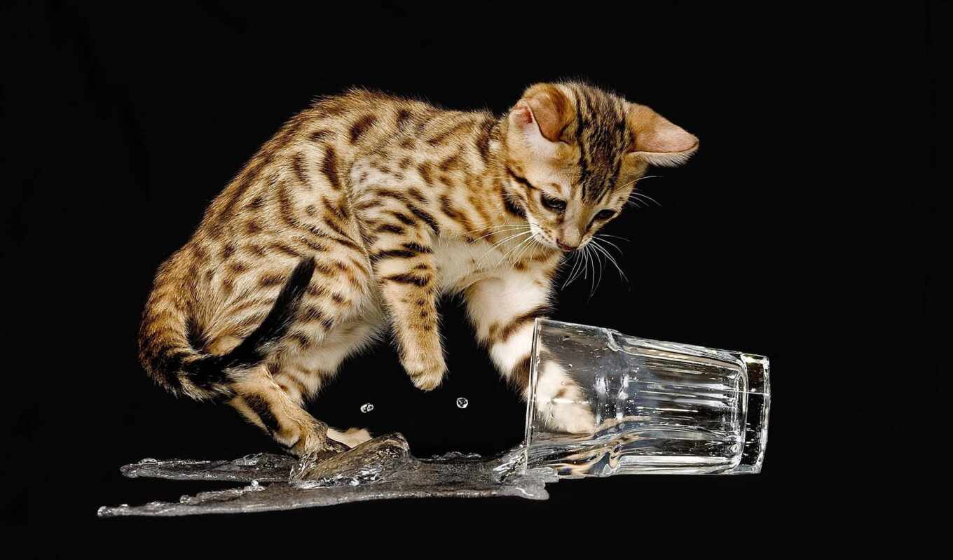 water, кот