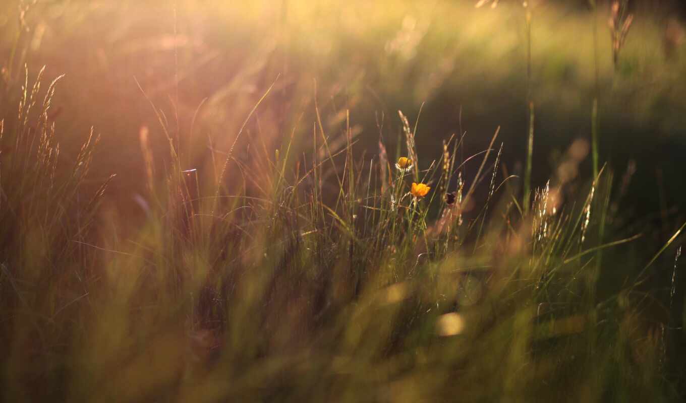 flowers, sunlight