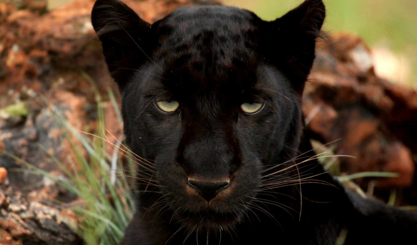 black, черная, глаза, кот, большая, леопард, хищник, леопарды, пантера