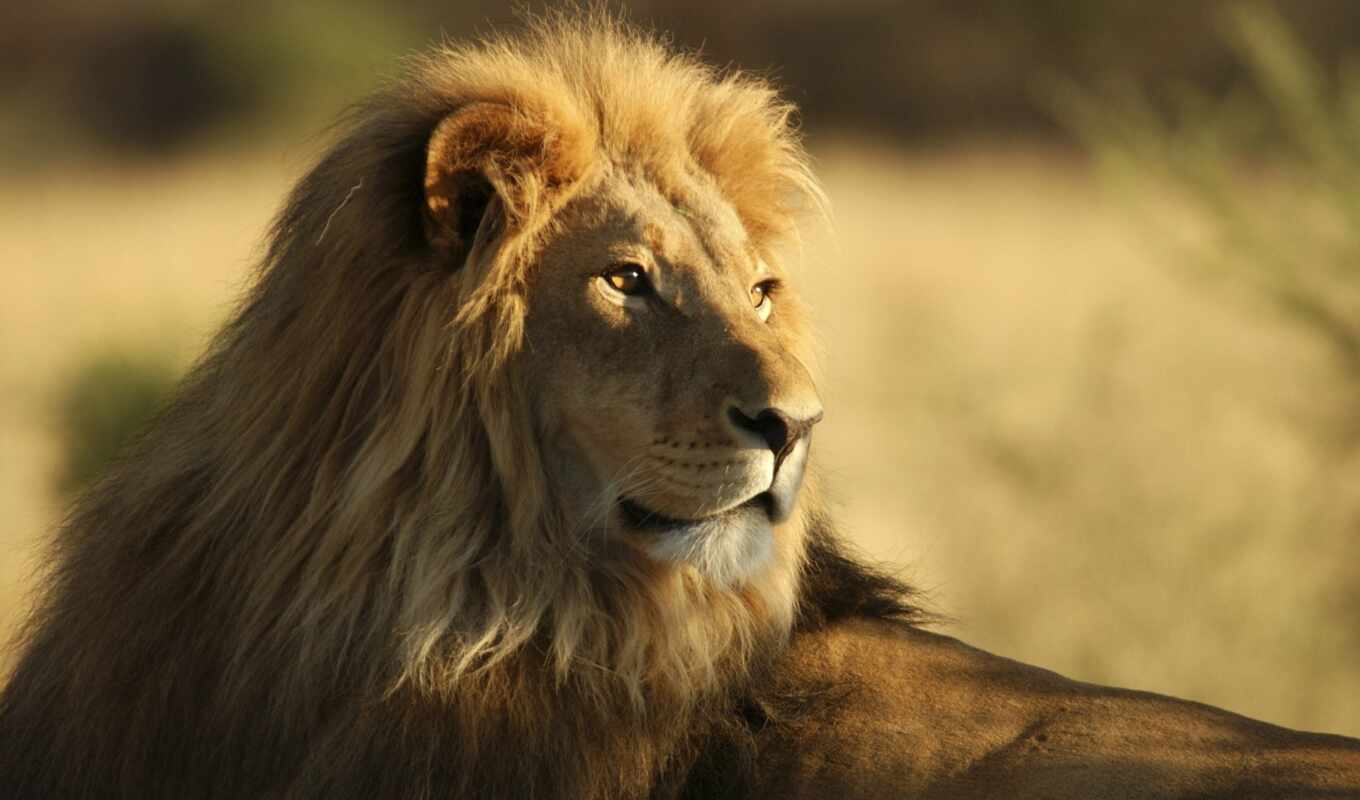 lion, саванна, wild, lions, cats, африка, животные