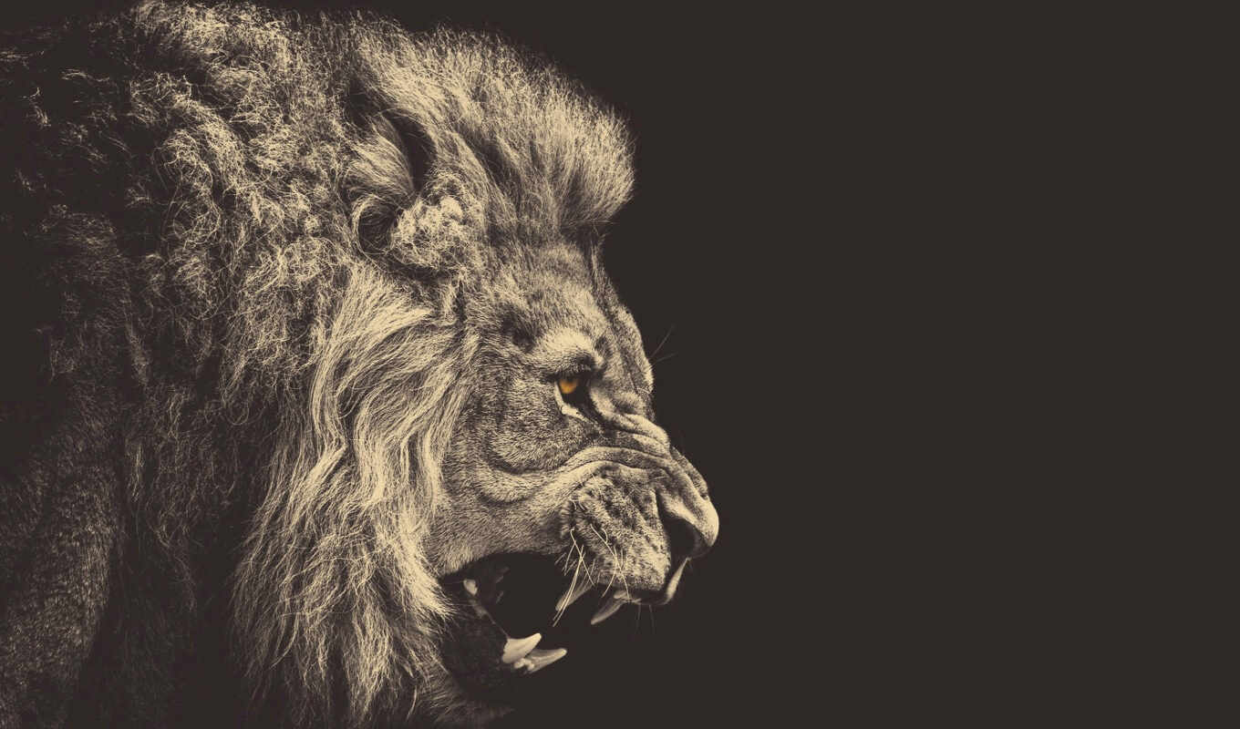 more, lion, see, pinterest, strong, прочность