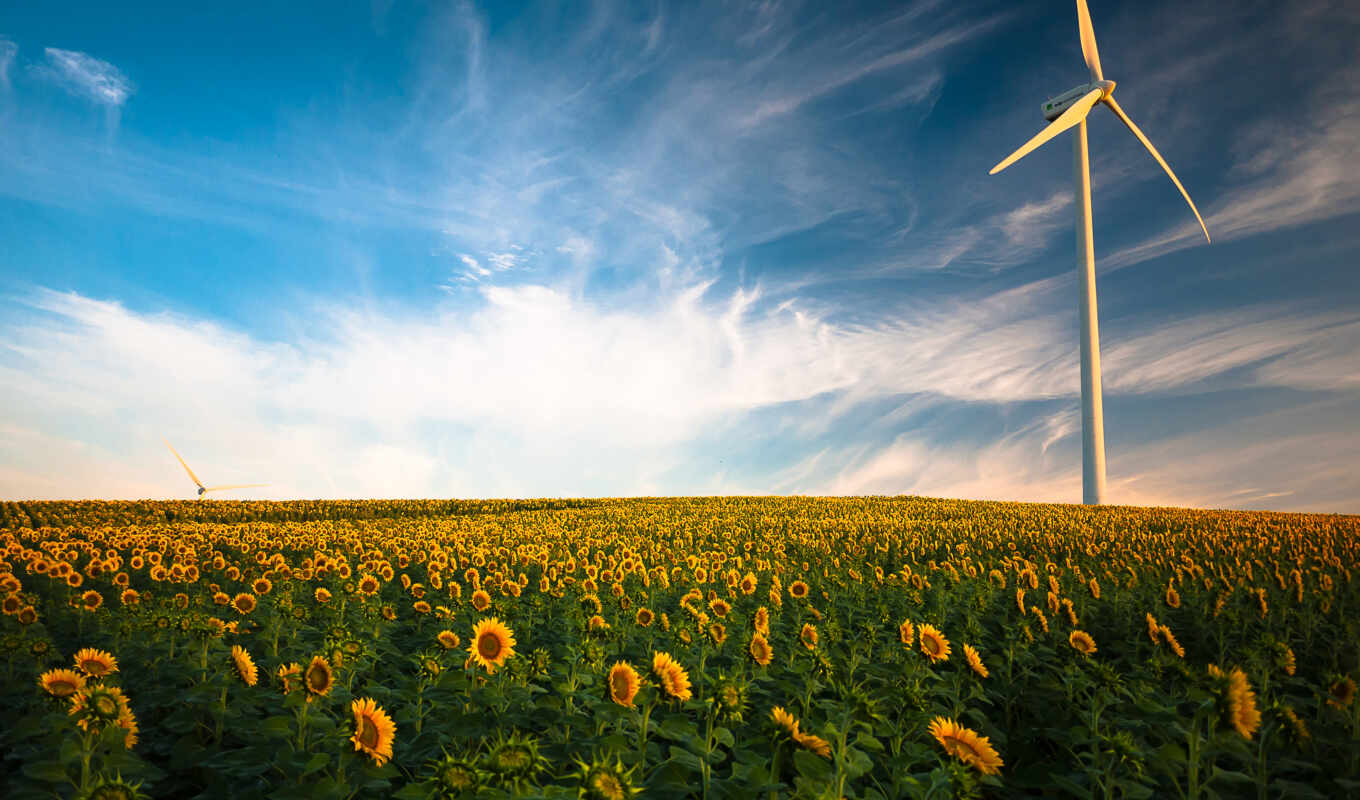 picture, green, field, sunflower, wind, energy, word, european