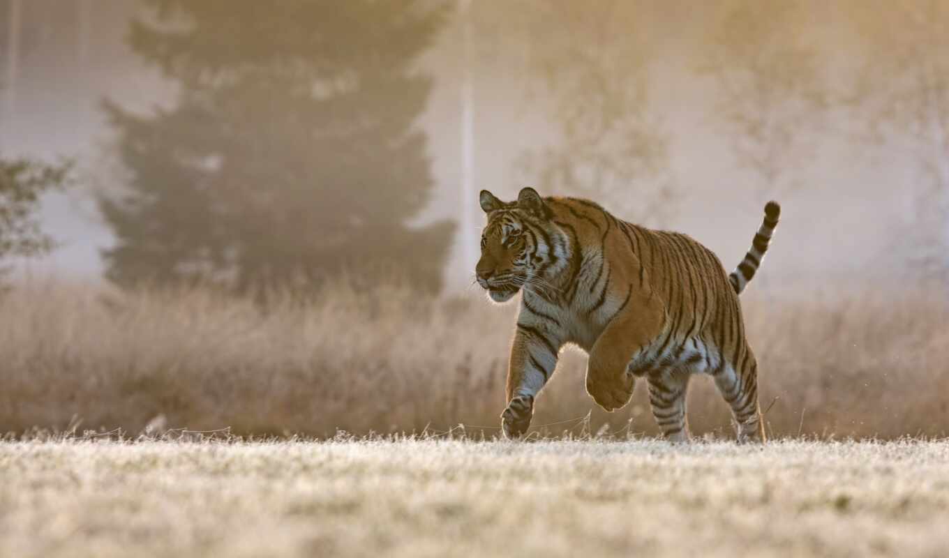 природа, black, глаз, зелёный, прогулка, кот, смотреть, тигр, wild, sign, бенгальский