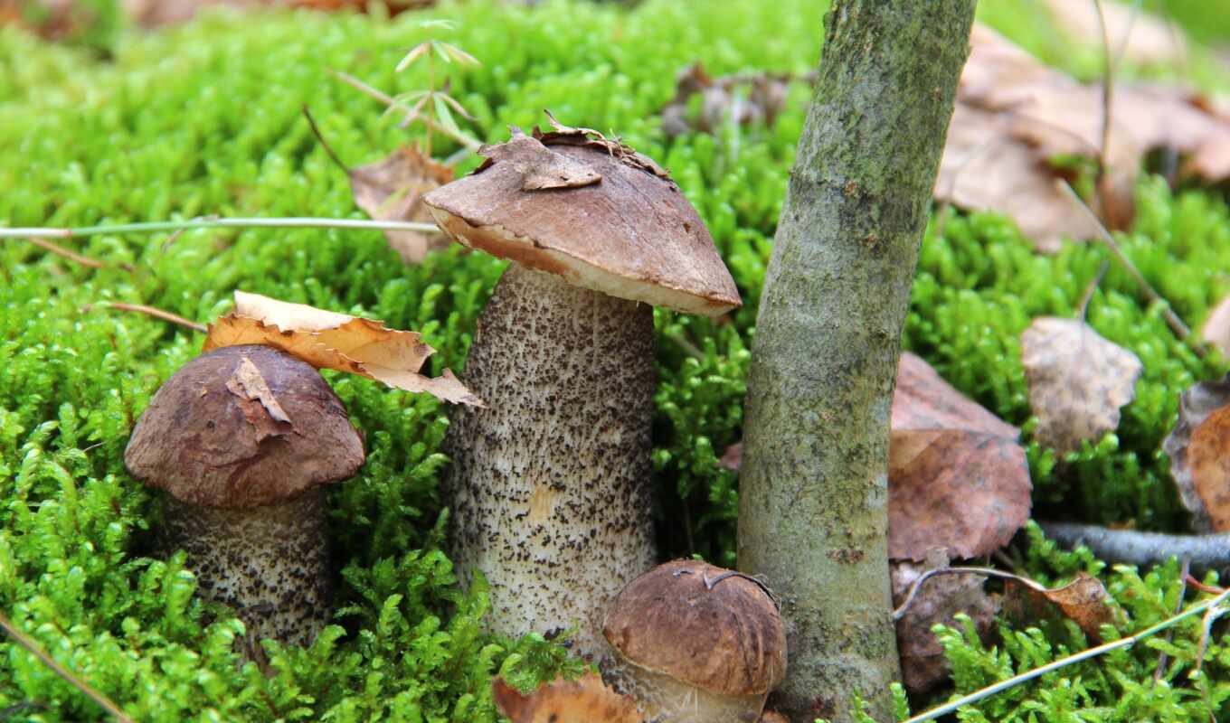 mushroom, grzyby, подберезовик