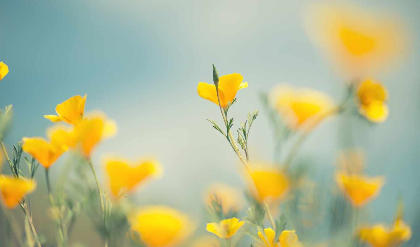 природа, цветы, yellow, aesthetic